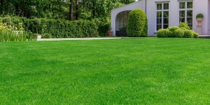 Рулонный газон: Зеленый ковер на вашем участке