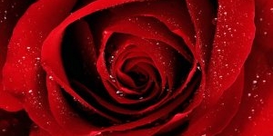 Роза в колбе – оригинальный подарок